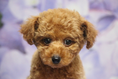 トイプードルレッドの子犬オス、千葉県八千代市しゅり君画像