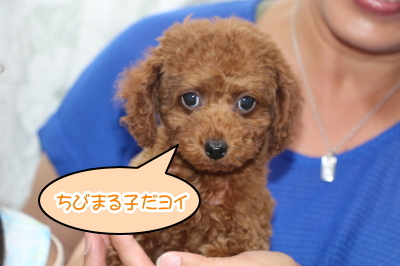 トイプードルレッドの子犬メス、愛知県豊橋市マルコちゃん画像