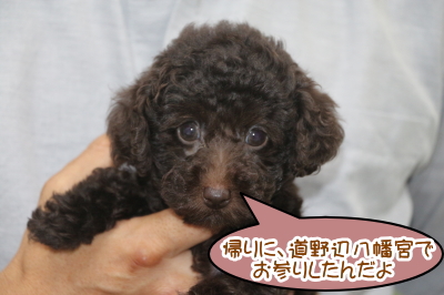 タイニープードルブラウンの子犬メス、千葉県袖ケ浦市虎千代ちゃん画像