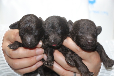 トイプードルブラウンの子犬オス2頭メス1頭、生後1週間画像