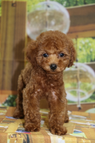 トイプードルレッドの子犬メス、東京都立川市クリちゃん画像