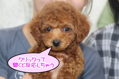 トイプードルレッドの子犬メス、東京都立川市クリちゃん画像