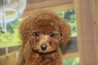トイプードルレッドの子犬メス、千葉県鎌ヶ谷市クリちゃん画像