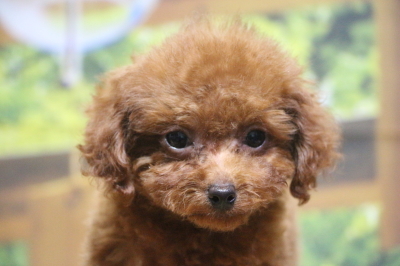 ティーカッププードルレッドの子犬メス、千葉県船橋市リボンちゃん画像