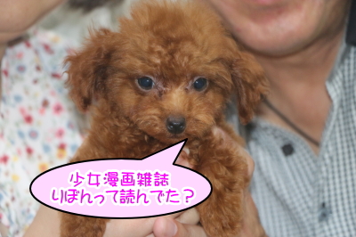 ティーカッププードルレッドの子犬メス、千葉県船橋市リボンちゃん画像