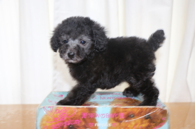 ティーカッププードルシルバーの子犬メス、生後2ヵ月画像