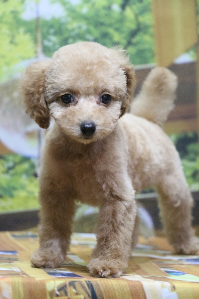 トイプードルアプリコットの子犬メス、神奈川県横浜市あんずちゃん画像