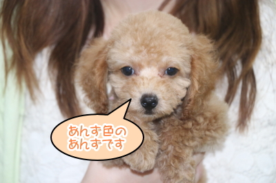 トイプードルアプリコットの子犬メス、神奈川県横浜市あんずちゃん画像