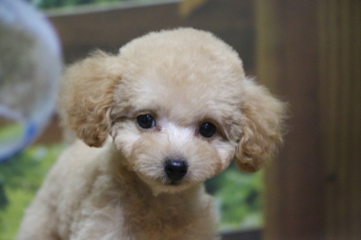 ティーカッププードルアプリコットの子犬メス、千葉県鎌ヶ谷市リタちゃん画像