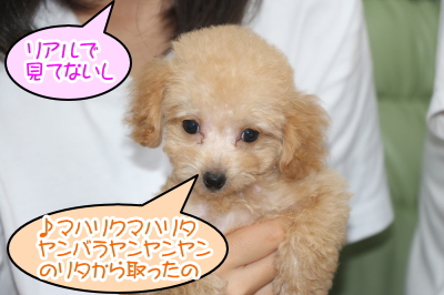 ティーカッププードルアプリコットの子犬メス、千葉県鎌ヶ谷市リタちゃん画像