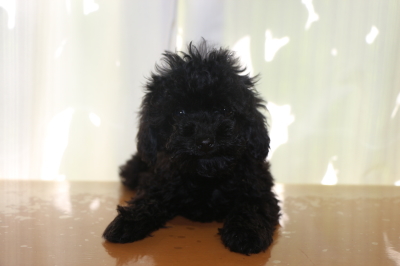 ティーカッププードルブラック(黒色)の子犬メス、生後2ヵ月画像