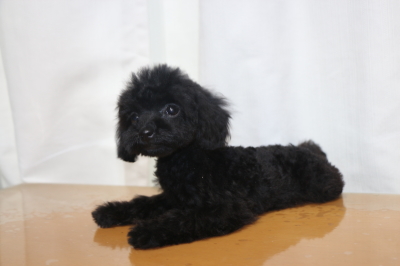 ティーカッププードルブラック(黒色)の子犬メス、生後2ヵ月画像