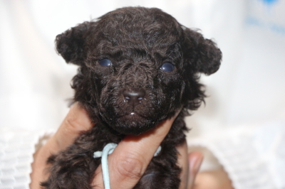 トイプードルブラウンの子犬オス、生後3週間画像
