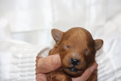 トイプードルの子犬レッドオス、生後1週間画像
