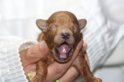 トイプードルの子犬レッドオス、生後1週間画像