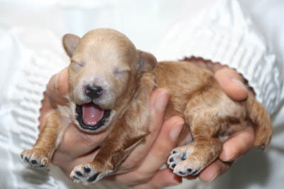 トイプードルの子犬アプリコットメス、生後1週間画像