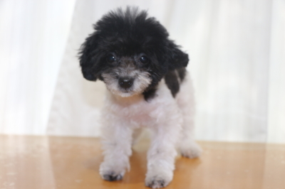 トイプードル白黒パーティーカラーの子犬メス、生後3ヵ月画像