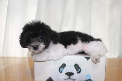 トイプードル白黒パーティーカラーの子犬メス、生後3ヵ月画像
