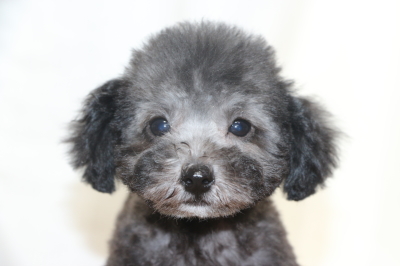 ティーカッププードルシルバーの子犬メス、生後2ヵ月半画像