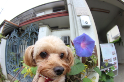 ペットホテル、千葉県鎌ヶ谷市ミックス犬の雪乃＆穂乃芽ちゃん画像