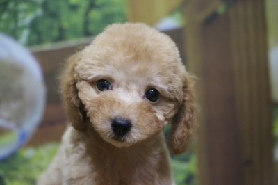 トイプードルアプリコットの子犬メス、広島県広島市モモちゃん画像