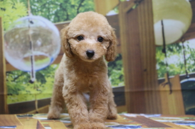 トイプードルアプリコットの子犬メス、広島県広島市モモちゃん画像
