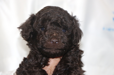 トイプードルブラウンの子犬オス、生後4週間画像