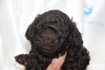 トイプードルブラウンの子犬メス、生後4週間画像