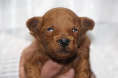 トイプードルの子犬レッドオス、生後2週間画像