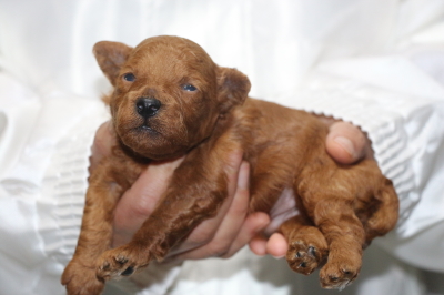 トイプードルの子犬レッドオス、生後2週間画像