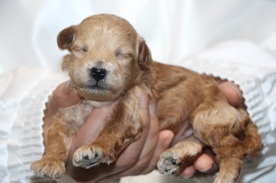 トイプードルアプリコット子犬メス、生後2週間画像