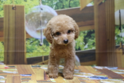 ティーカッププードルアプリコットの子犬メス、神奈川県鎌倉市ココちゃん画像