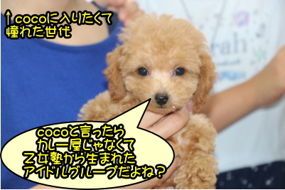 ティーカッププードルアプリコットの子犬メス、神奈川県鎌倉市ココちゃん画像