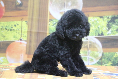 トイプードルブラック(黒色)の子犬メス、東京都中央区サラちゃん画像