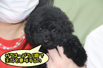 トイプードルブラック(黒色)の子犬メス、東京都中央区サラちゃん画像