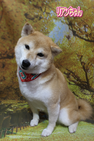 千葉県鎌ケ谷市の柴犬シャンプー画像