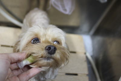 千葉県鎌ヶ谷市のミックス犬のハーブ歯磨き画像