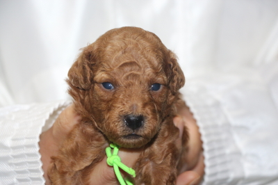 トイプードルの子犬レッドオス、生後3週間画像