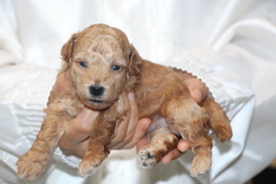トイプードルの子犬アプリコットメス、生後3週間画像