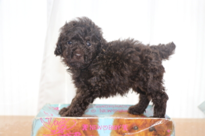 タイニープードルブラウンの子犬オス、生後6週間画像