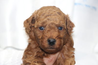 トイプードルの子犬レッドオス、生後4週間画像