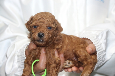 トイプードルの子犬レッドオス、生後4週間画像