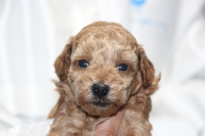 トイプードルの子犬アプリコットメス、生後4週間画像
