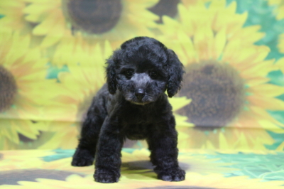 タイニープードルシルバーの子犬メス、神奈川県川崎市ルルちゃん画像