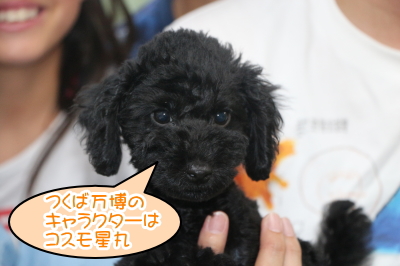トイプードルブラック(黒色)の子犬メス、茨城県つくば市おとちゃん画像