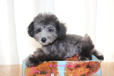 ティーカッププードルシルバーの子犬メス、生後3ヵ月画像