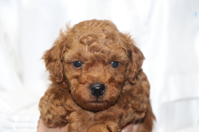 トイプードルの子犬レッドオス、生後5週間画像