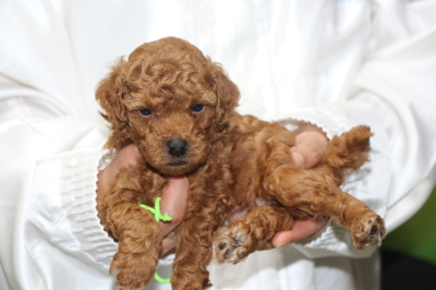 トイプードルの子犬レッドオス、生後5週間画像