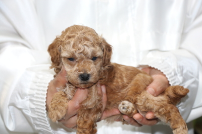 トイプードルの子犬アプリコットメス、生後5週間画像