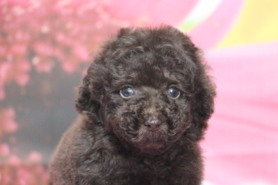 タイニープードルブラウンの子犬オス、生後7週間画像